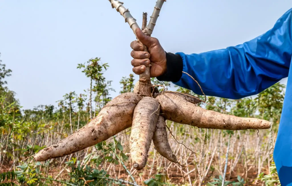 Tanus Agro Limited Logo